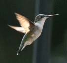 hummingbird