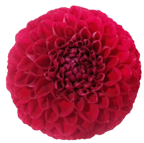 red flower